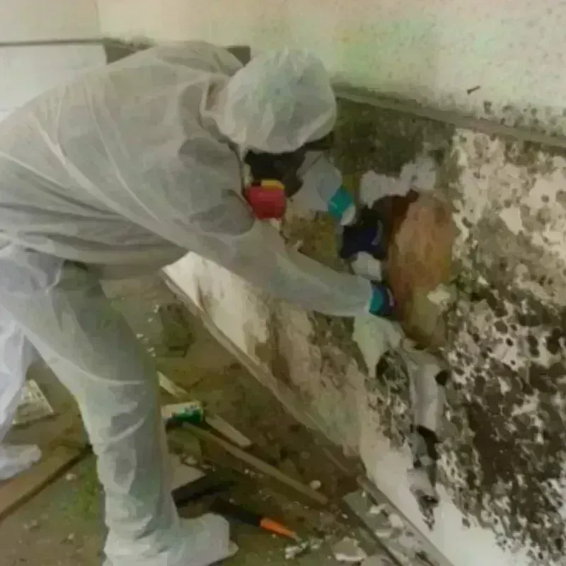 Mold Remediation and Removal in Dalton, PA